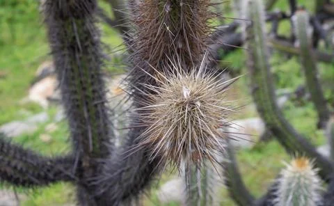 Close-up of a spiky cactus with dense, sharp needles. Stock Photos
