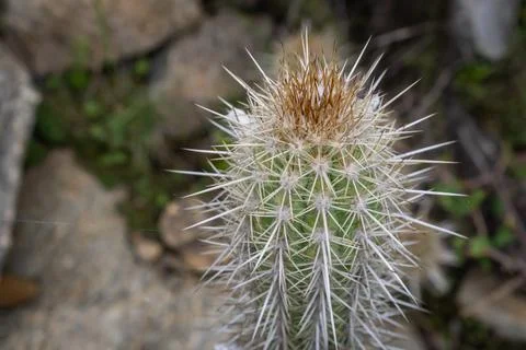 Close-up of a Spiky Cactus with Sharp White and Brown Spines Stock Photos