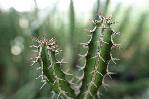 Close-up of spiky cactus. Very sharp stems with metallic texture. Stock Photos