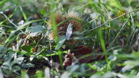 Close Up: Spiky Chestnut Shell Dipped In Blades Of Grass And Leaves In The Woods Stock Footage 163716126