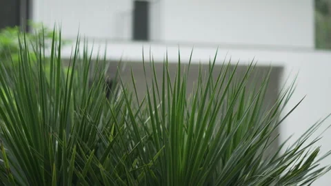 Close-up of Spiky Green Plants with Subtle Movement and Modern Background Stock Footage 312736124