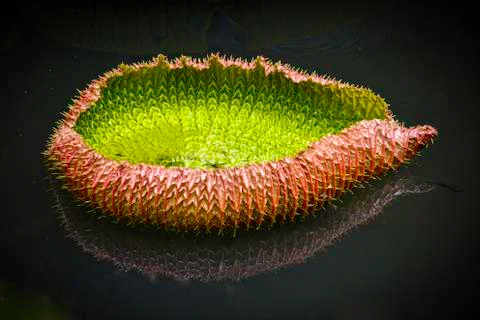Close up of a spiky lily leaf Stock Photos