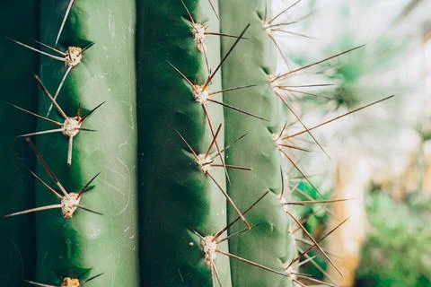 Close up of a spiky needled cactus Stock Photos