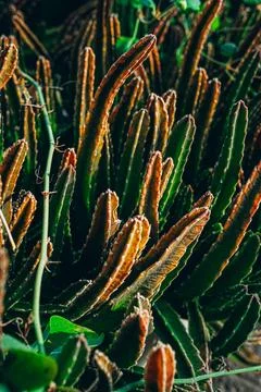 Close up of a spiky needled cactus Stock Photos