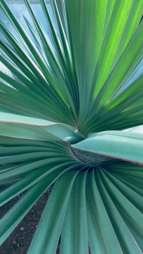 Close-Up of spiky palm leaves with sharp edges Stock Footage 314138489