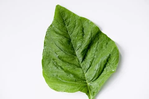 Close-up of spinach leaf isolated on white background Stock Photos