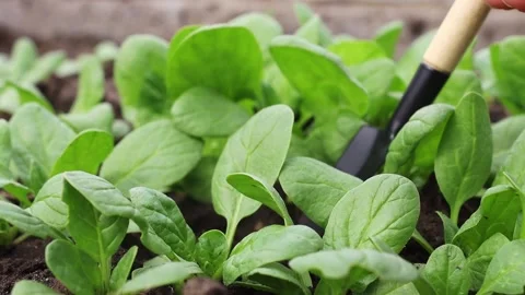 Close-up of spinach leaves in a garden plot. Stock Footage 178914416