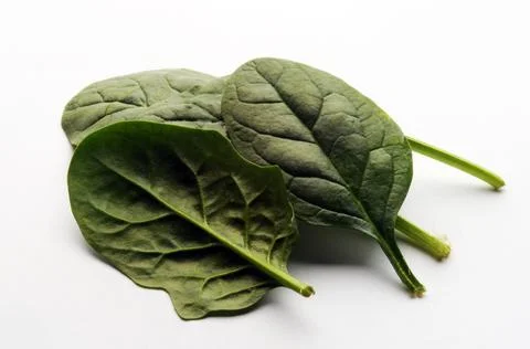 Close up on spinach leaves Stock Photos