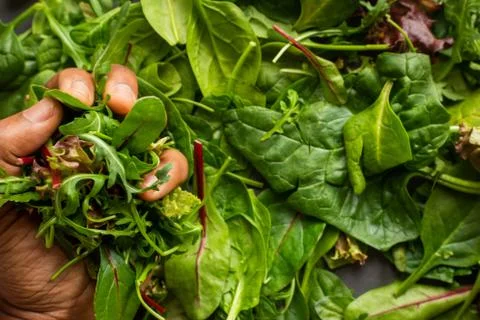 Close up of spinach leaves in studio Stock Photos