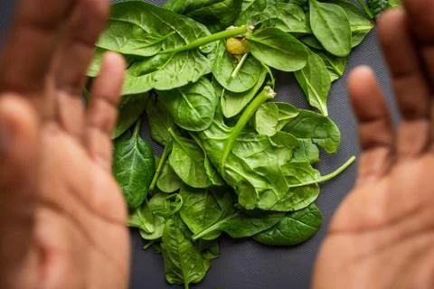 Close up of spinach leaves in studio Stock Photos