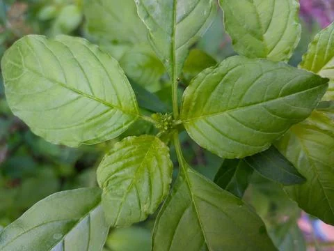 Close-up of spinach plant with tiny bug on the leaf surface Stock Photos