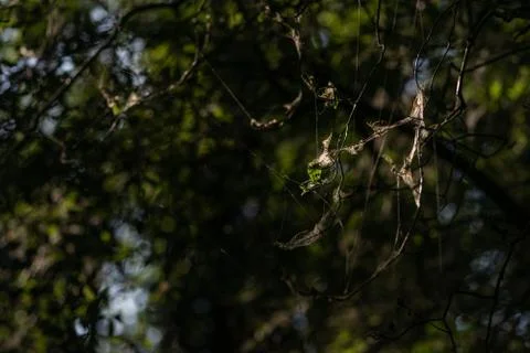 Close-up of spindle ermine moth silk threads and webs on infested tree Фото