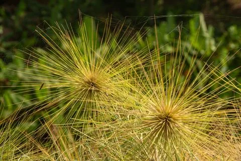 Close-up of spinifex grass Foto stock