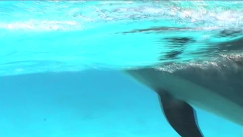 Close Up Of Spinner Dolphin (Stenella longirostris) Stock Footage 300068053