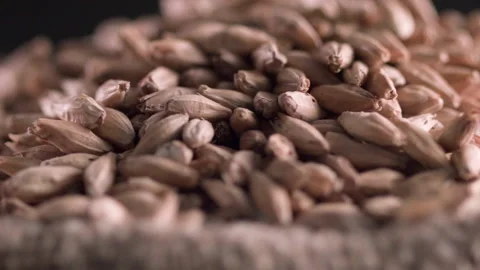 Close up of spinning malt grains Video stock 169934823