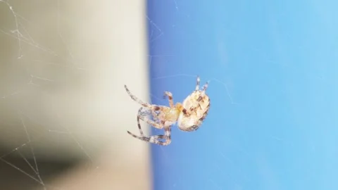 Close-up, Spinning Webs, Garden Insect, Silk Thread, Spider Creature Bug Stock Footage 341874624
