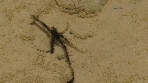 Close Up Spiny Brittle Star Crawls Along The Sandy Shallows Stock Footage 95904358
