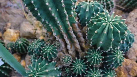 Close up of spiny cactus.  Stock Footage 145258524
