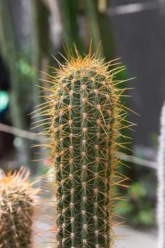 Close-Up of a Spiny Columnar Cactus Stock Photos