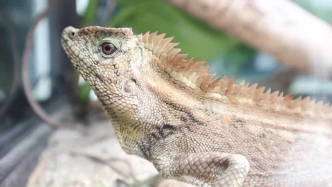 Close-up of a spiny lizard Stock Footage 310422485