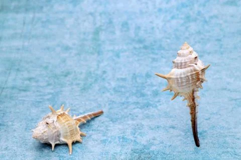 Close up of spiny seashell Foto stock