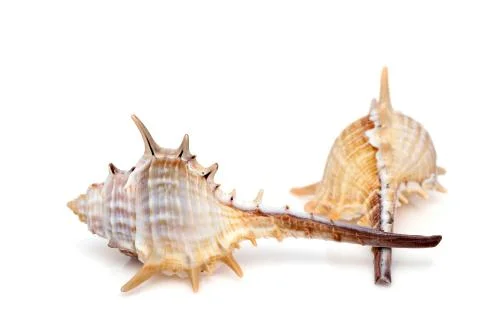 Close up of spiny seashell Stock Photos
