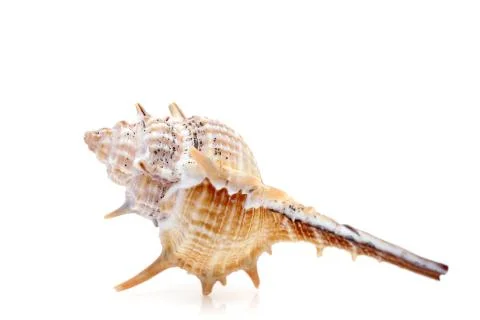 Close up of spiny seashell Stock Photos