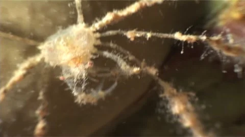 Close Up Of Spiny Spider Crab Crawl on Coral Stock Footage 300068006