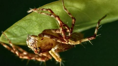 Close up of a spiny spider on a green leaf Stock Photos