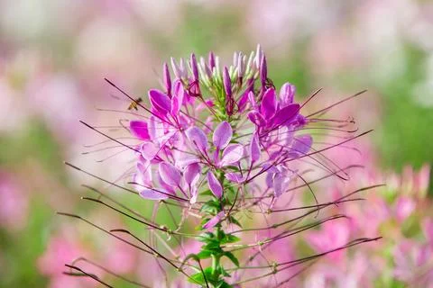 Close up Spiny spiderflower Stock Photos