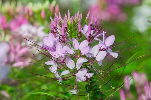 Close up Spiny spiderflower Stock Photos