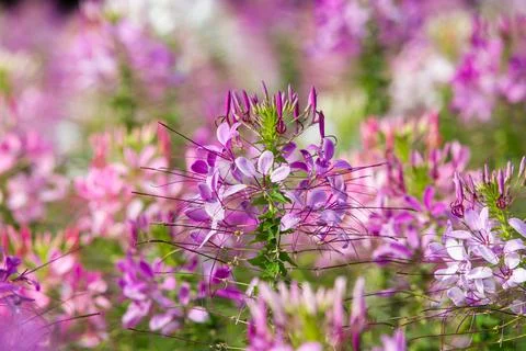 Close up Spiny spiderflower Stock Photos