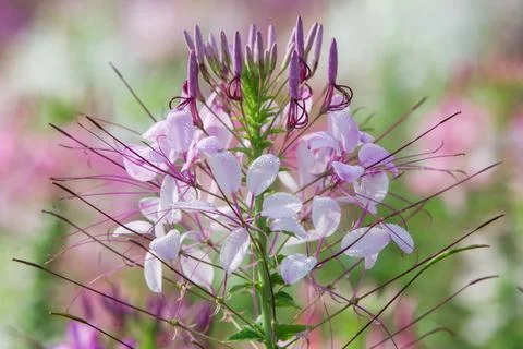 Close up Spiny spiderflower Stock Photos