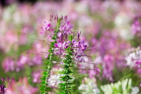 Close up Spiny spiderflower Stock-Fotos