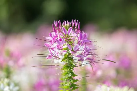 Close up Spiny spiderflower Stock Photos