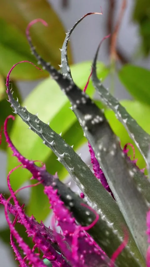 Close-Up of Spiny Succulent with Magenta Tips Видео 341983130