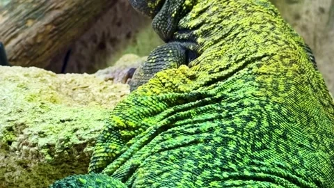 Close up of spiny-tailed lizard's textured skin and tail Stock Footage 333476301