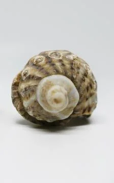 Close-up of a spiral seashell Stock Photos