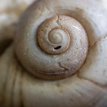Close-up of a spiral seashell showcasing its intricate patterns and textures Stock Photos