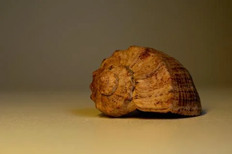 Close Up of Spiral Seashell on a Soft Gradient Background with Subtle Highlights Stock-Fotos