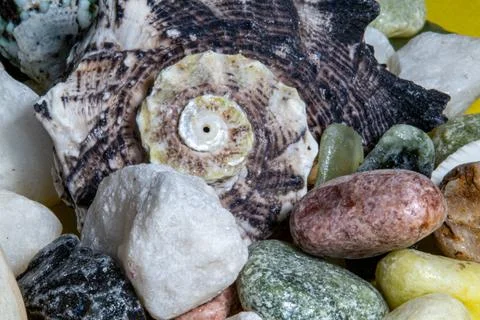 Close-up of a spiral seashell surrounded by smooth sea pebbles on a yellow .. Stock Photos