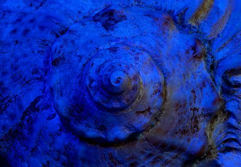 Close Up of Spiral Shell with Blue Lighting and Texture Details Fotos Stock