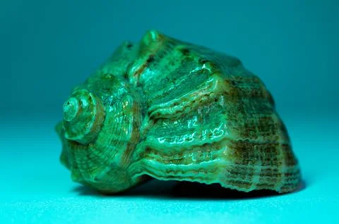 Close Up of Spiral Shell on Light Surface Under Soft Blue Lighting Fotos Stock
