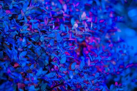 Close-up of spirea bush with soft focus and deep sapphire-toned foliage. Stock-Fotos