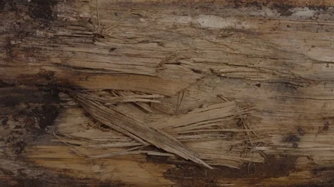 Close-up of splintered wood texture on a decaying tree log Stock Footage 335011265