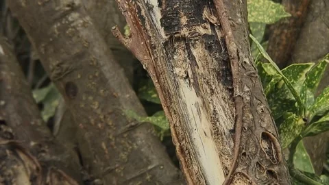 Close up of split bark on a Laburnam tree 库存影片 250700502