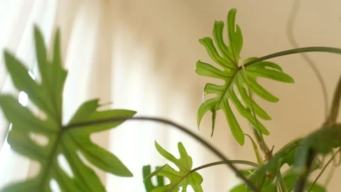 Close-up of Split-leaf Philodendron leaves against linen curtain at a café Stock Footage 201542550
