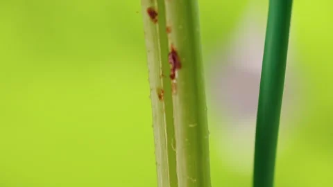 Close Up of a Split Melon Stem with Brown Wounds beside a Green Plant Support, R Video stock 342613043