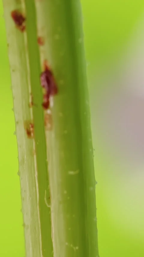 Close Up of a Split Melon Stem with Brown Wounds beside a Green Plant Support, R 스톡 동영상 342613107