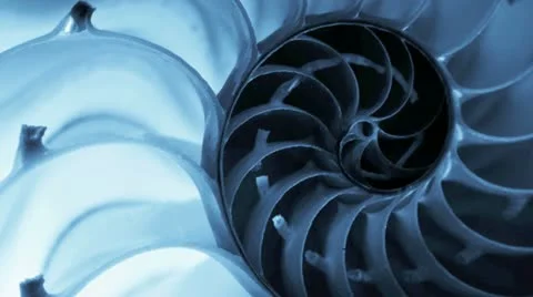 Close up of a split nautilus shell Stock Footage 21300637